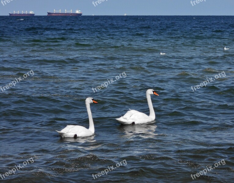 Swan Sea Ship The Coast The Baltic Sea