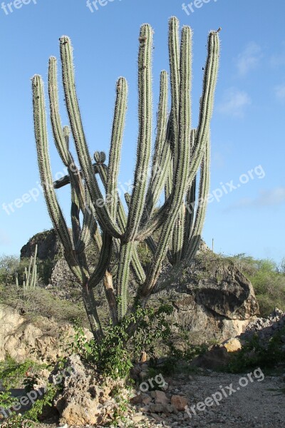 Cactus Green Spur Prickly Nature