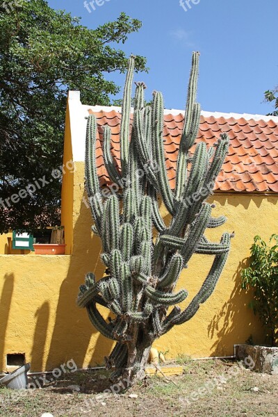 Cactus Green Spur Prickly Nature