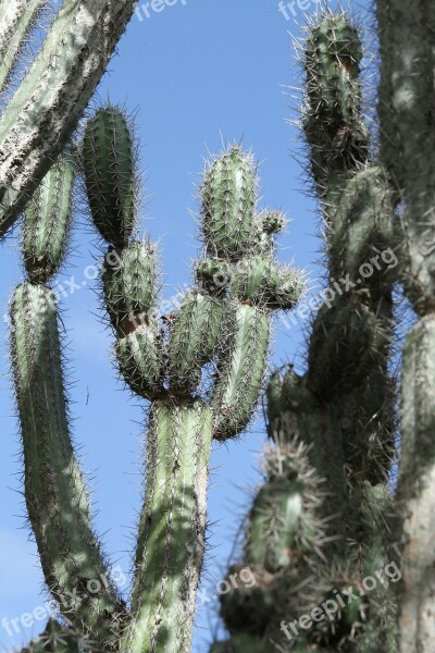 Cactus Green Spur Prickly Nature