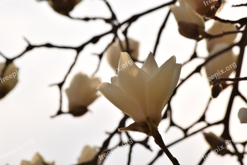 Flowers Magnolia Spring Flowers White Magnolia Nature