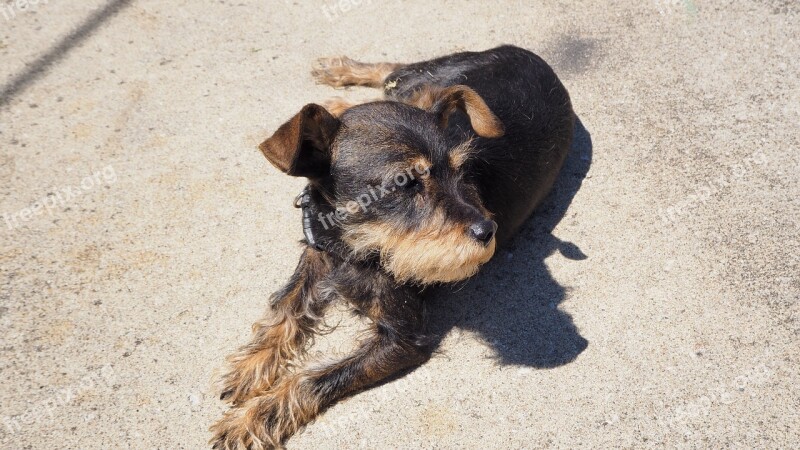 Dog Pet Animal Miniature Pinscher Schnauzer