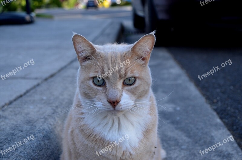 Cat Pose Street Cute Animal