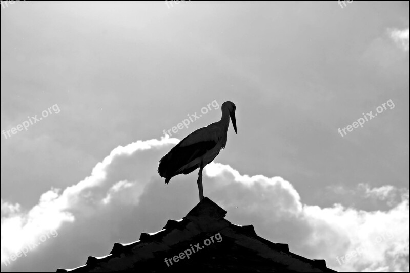 Stork Bird Alsace Against Day Animals