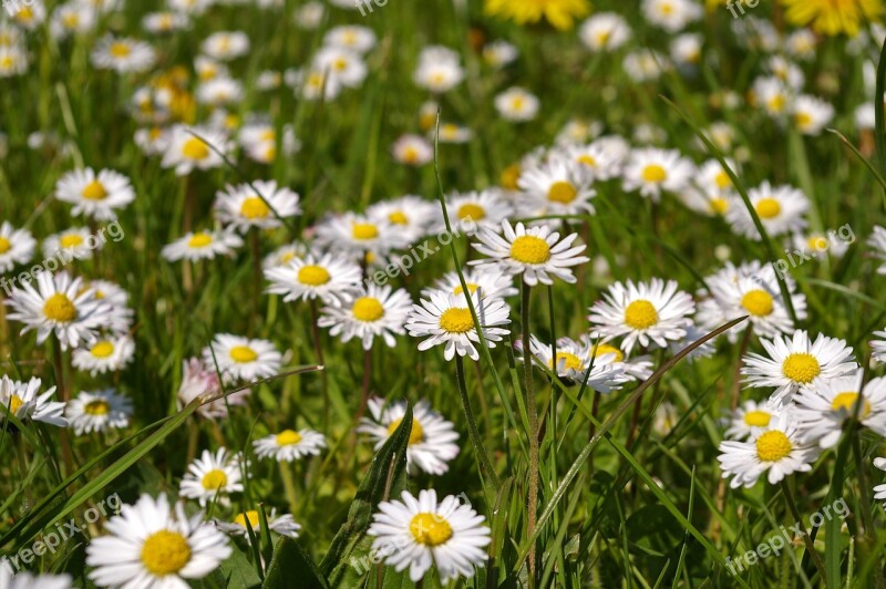 Spring Meadow Meadow Spring Flowers Flower Meadow