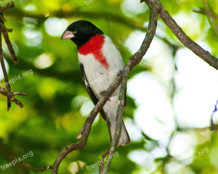 Bird Nature Outdoors Ornithology Forest