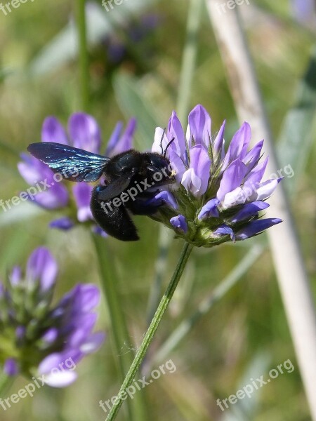 Bumblebee Carpenter Xilocopa Violet Black Bumblebee Flower Libar