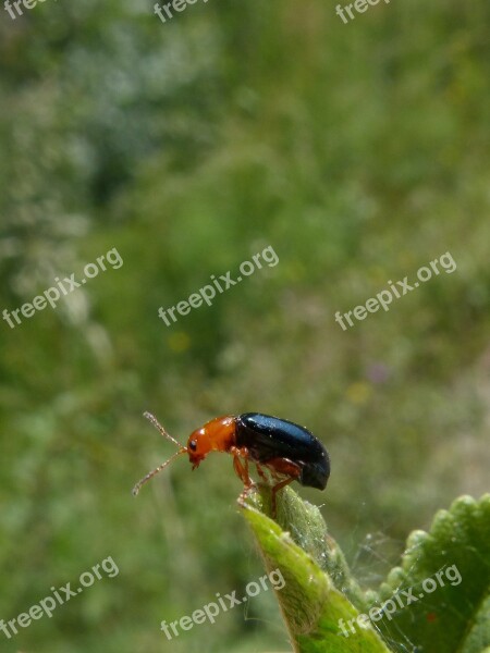 Beetle Coleoptera Black And Orange Tiny Insect