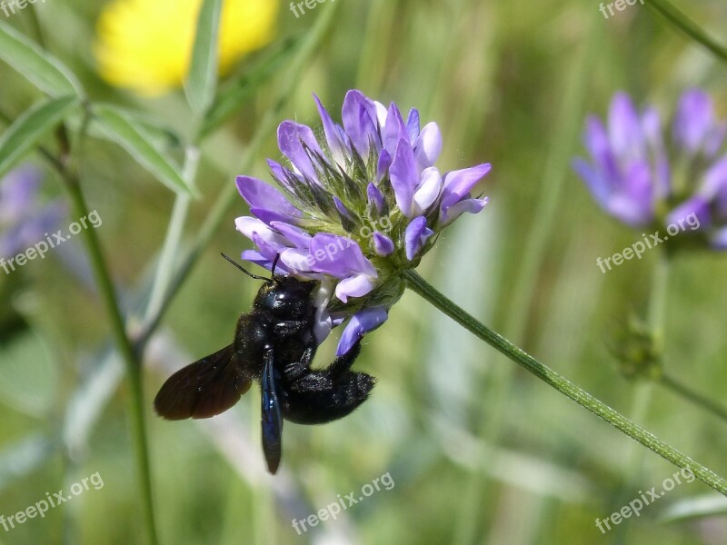 Bumblebee Carpenter Xilocopa Violet Black Bumblebee Flower Libar