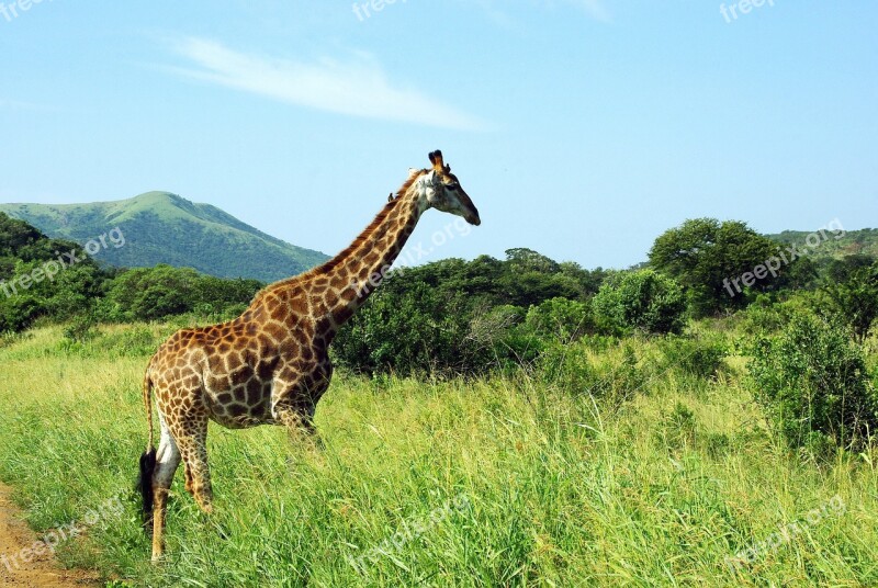 South Africa Giraffe Park Huluwe Savannah