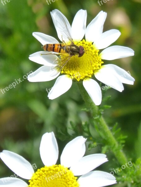 Episyrphus Balteatus Hoverfly Syrphidae Insect False Wasp