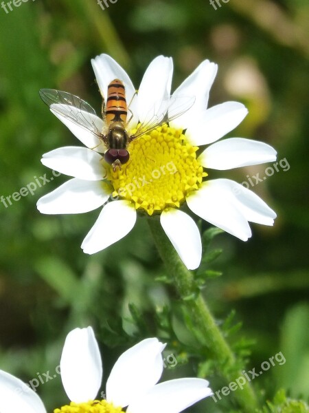 Episyrphus Balteatus Hoverfly Syrphidae Insect False Wasp