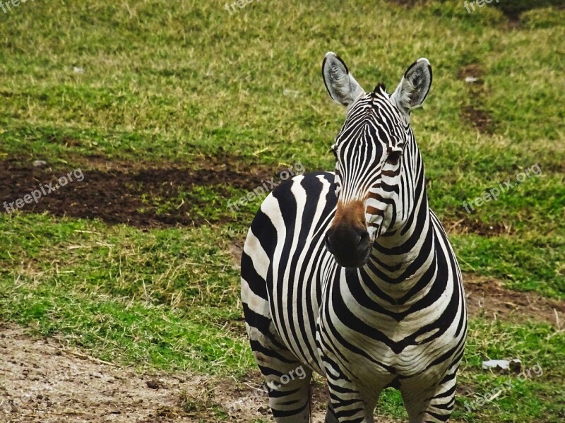 Zebra Animal Zoo Nature Striped