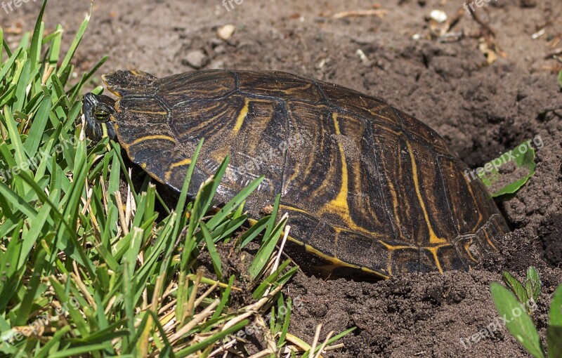 Jicotea American Turtle Trachemys Scripta Reptile Free Photos