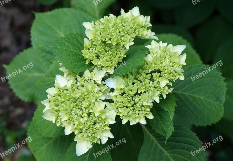 Blue Hydrangea Hydrangea Buds Opening Plant Flower Bloom