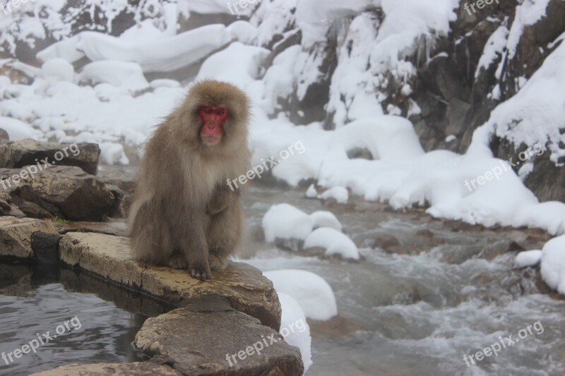 Snow Monkeys Macaque Japanese Jigokudani Primate