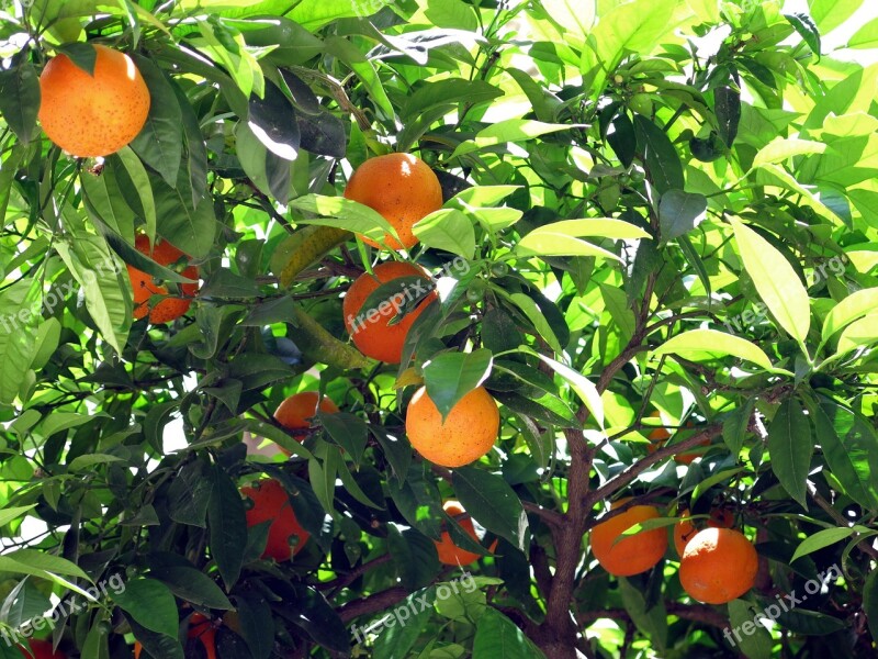 Orange Tree Bush Nature Fruit