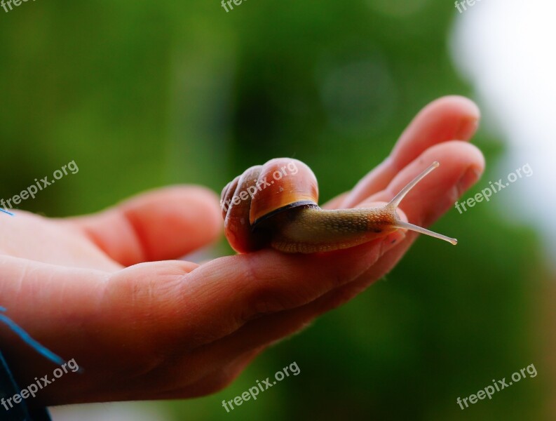 Snail Brown Spiral Mollusk Slowly