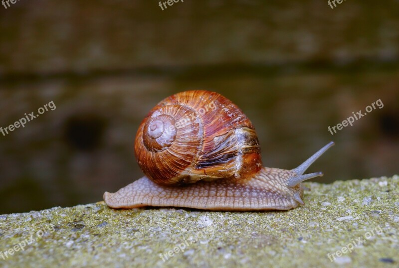 Snail Brown Snail Shell Spiral Mollusk