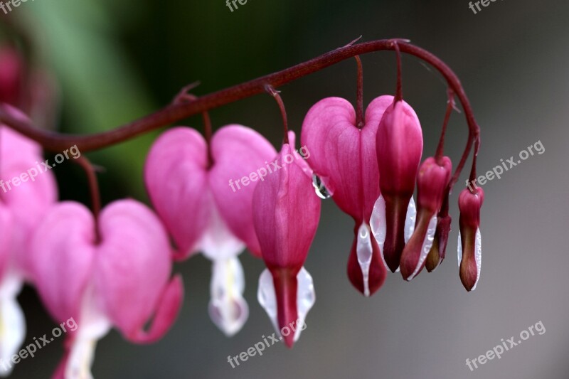 Hearts Spring Pink Macro Flower