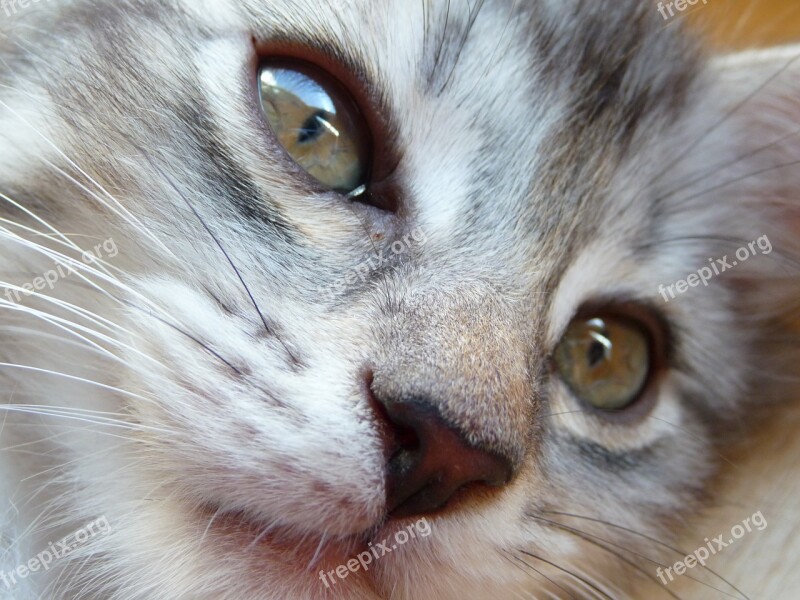 Kitten Maine Coon Grey Silver Cat