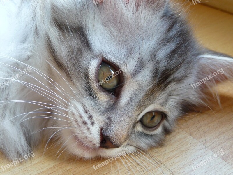 Kitten Maine Coon Grey Silver Cat