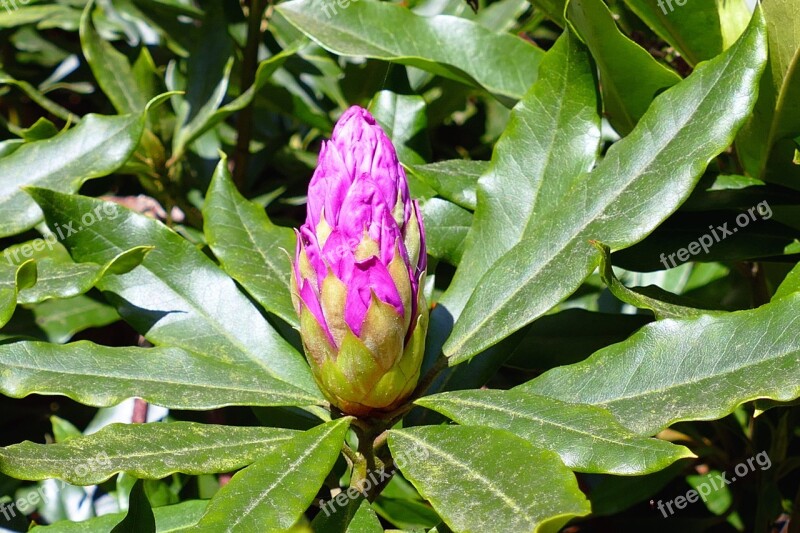 Flowers Pink Purple Nature Flora