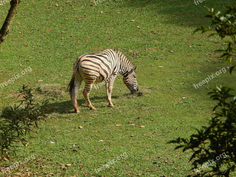 Zebra Zoo Animal Striped Eating Grass