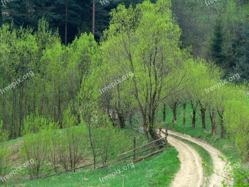 Willow Way Country Road Spring Green