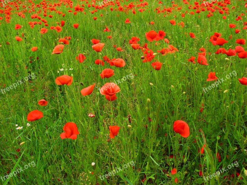 Poppies Field Of Poppies Meadow Flowers Green