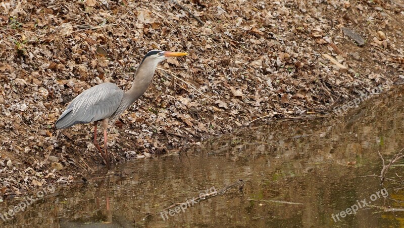 Great Blue Heron Bird Wildlife Fish Feeding