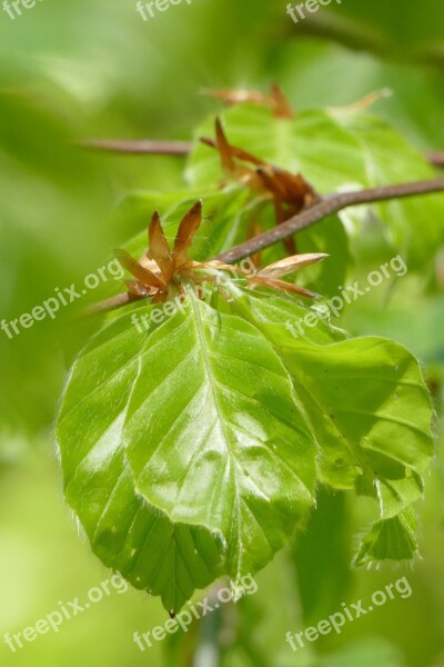 Beech Leaf Plant First Leaves Spring