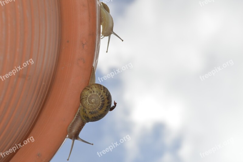 Snail Close Up Insects Fauna Fences