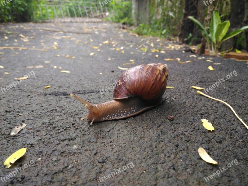 Snail Road Own Free Photos