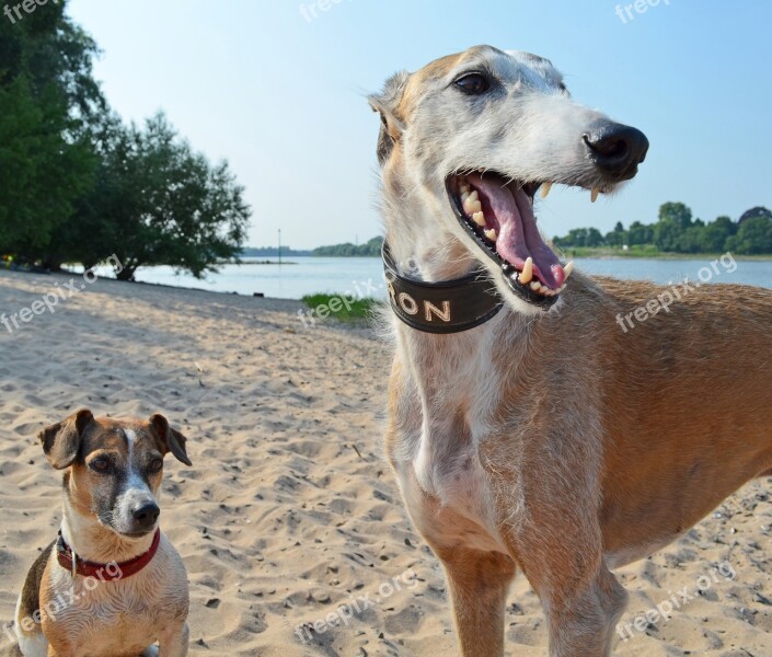 Dogs Greyhound Beach Pet Mammal