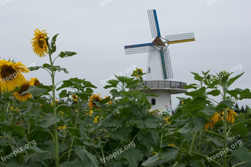 Windmill Sunflower Cloudy Day Flower Free Photos