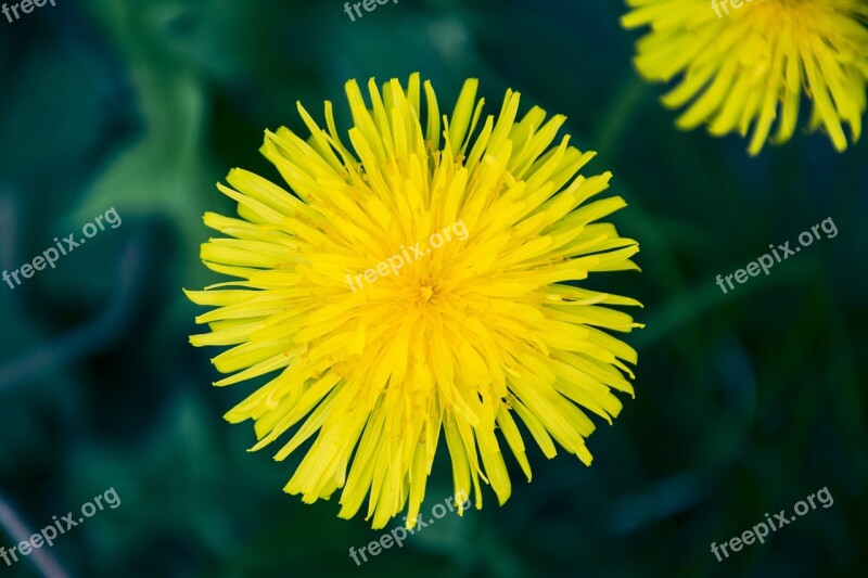 Dandelion Flower Yellow Flowers In The Spring Of