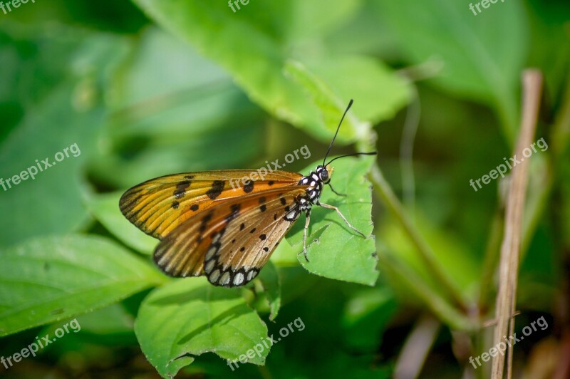 Singapore Coney Island Butterfly Nature Green Insect