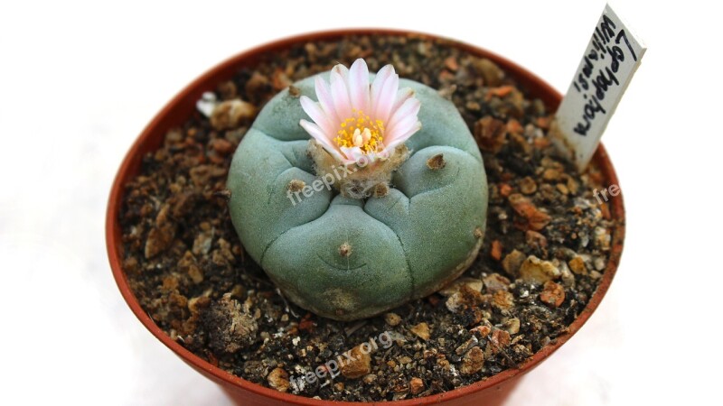 Cactus Flower Plant Sukulent Lophophora Williamsii