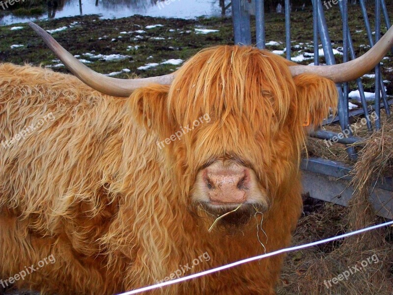 Highland Cow Portrait Animal Livestock Cattle