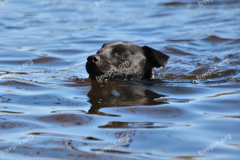 Patterdale Terrier Terrier Dog Black Swim