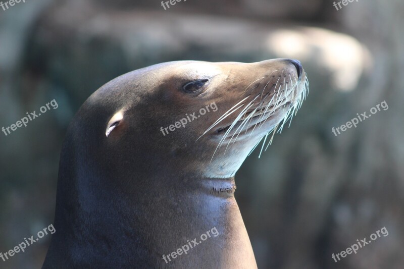 Sea ​​lion Fauna Animals Nature Free Photos