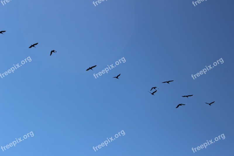 Birds Sky Animals Flock Flight