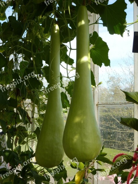 Gourd Bottle Green Long Climber