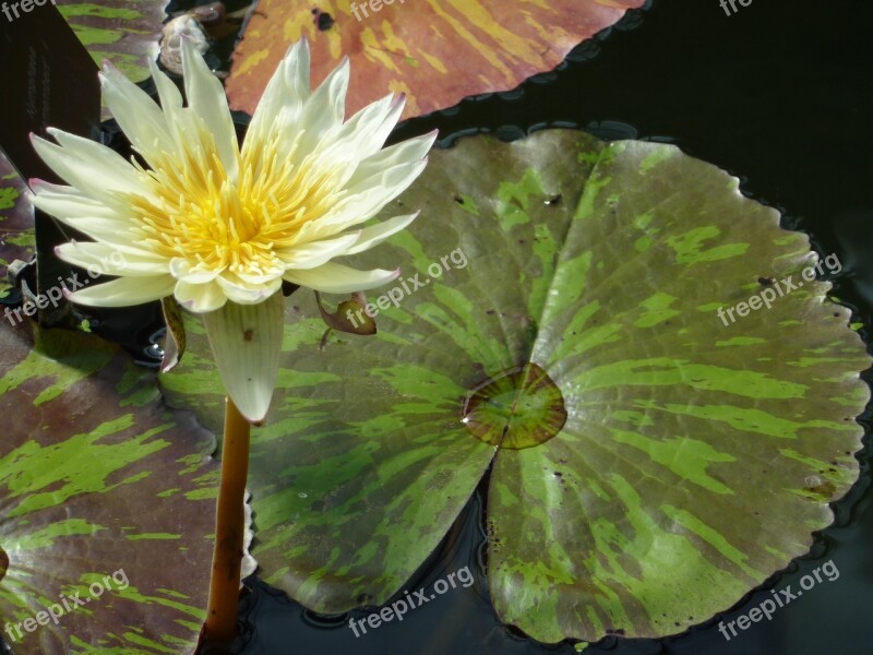 Water-lily Water Lily Blooming White Lake