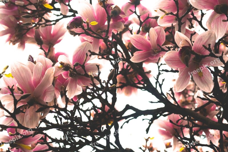 Flower Pink Magnolia Pink Blossom Free Photos