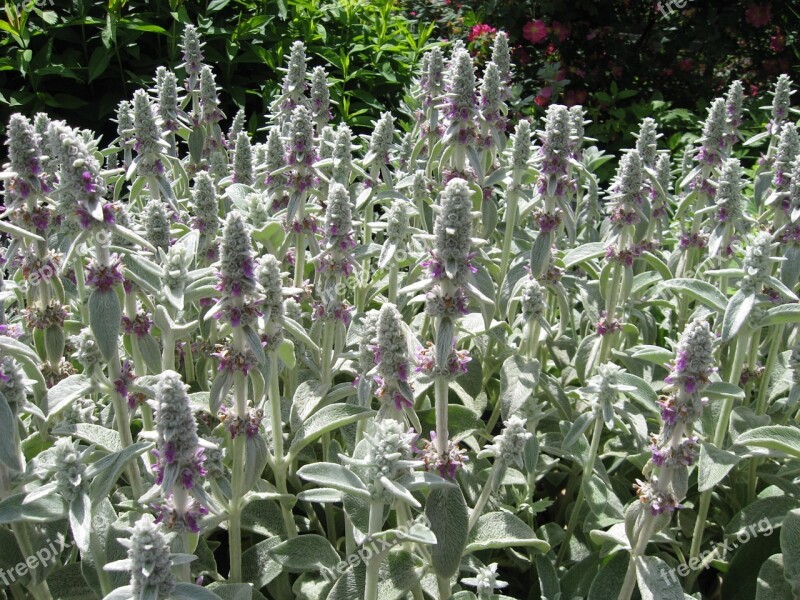 Lambs Ear Floral Flowering Garden Botany