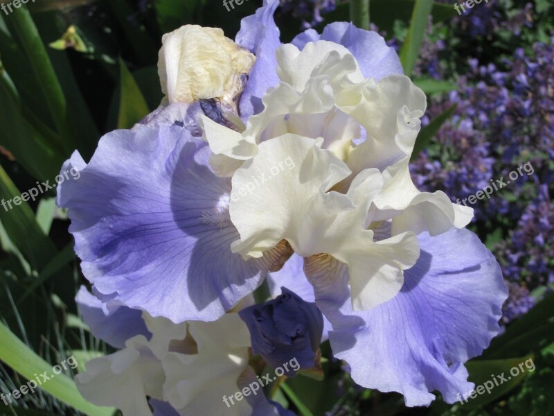 Iris Flower Bloom Flora Garden