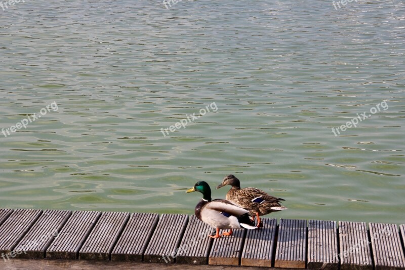 Duck Pair Mallards Water Plumage