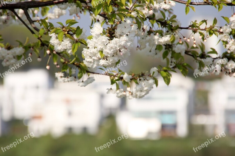 Blossom Bloom Tree Spring Blossom